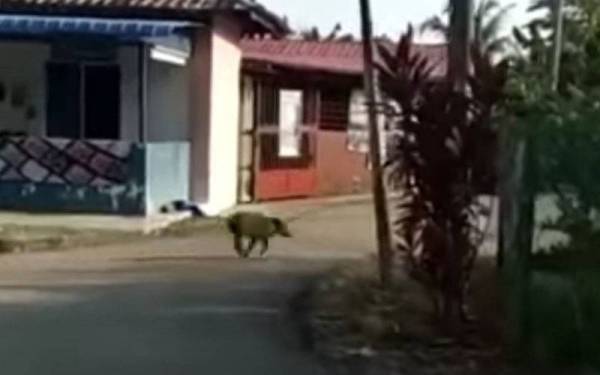 丹绒吉灵甘榜葛隆贡 山猪群出没吓坏居民