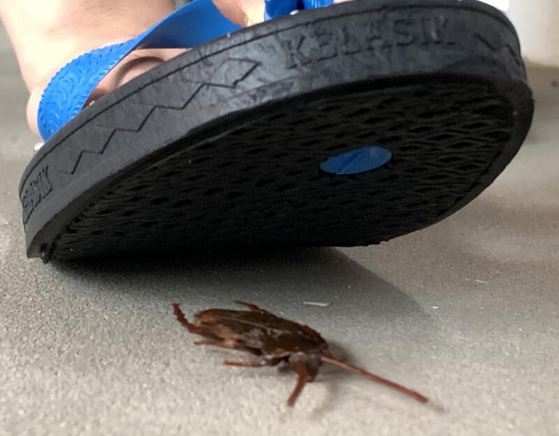 亚洲哮喘发病率上升 或与住家蟑螂有关