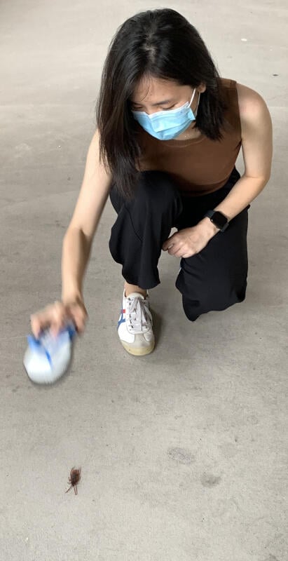 亚洲哮喘发病率上升 或与住家蟑螂有关