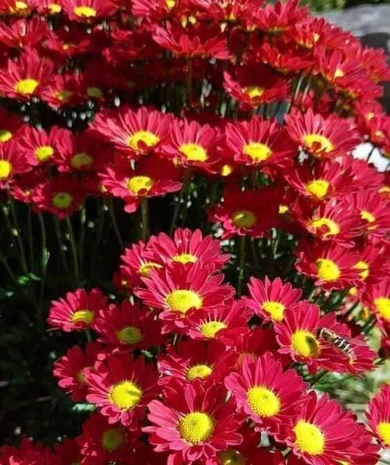 全国版/★9日下版/农民愁雨季低温拖慢生长 消费人贵买年花年菜