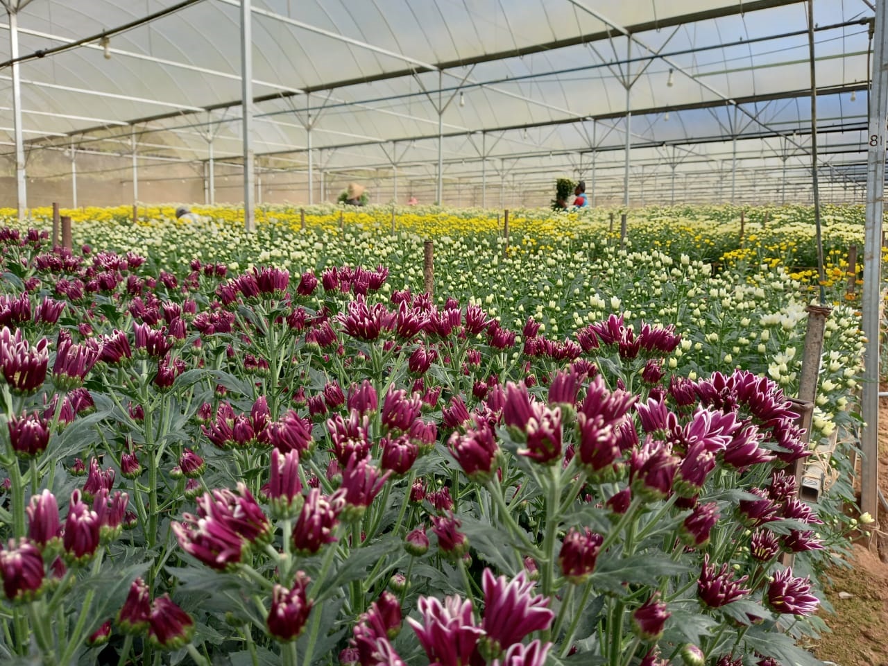 全国版/★9日下版/农民愁雨季低温拖慢生长 消费人贵买年花年菜