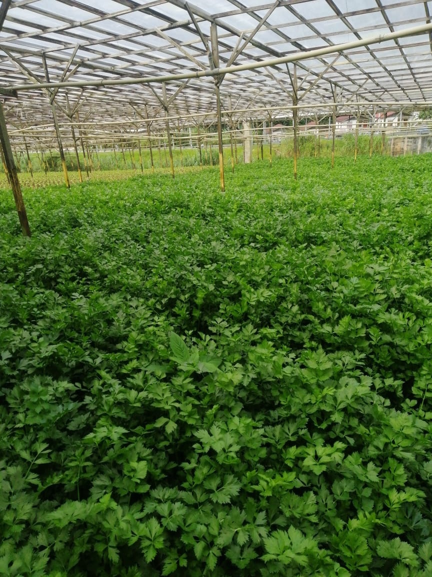 全国版/★9日下版/农民愁雨季低温拖慢生长 消费人贵买年花年菜