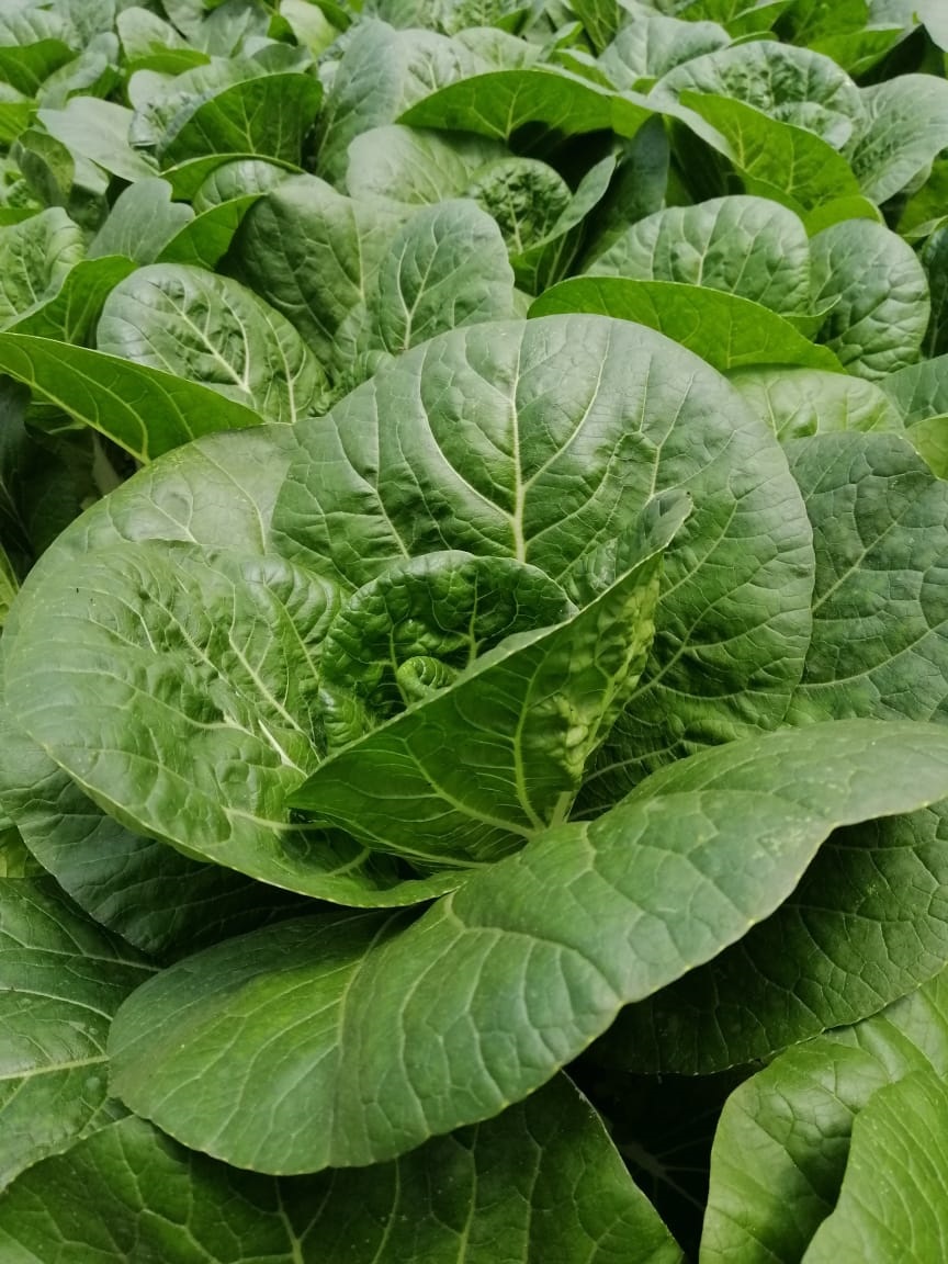 全国版/★9日下版/农民愁雨季低温拖慢生长 消费人贵买年花年菜