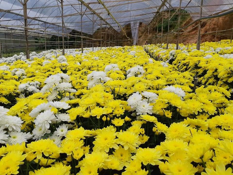 全国版/★9日下版/农民愁雨季低温拖慢生长 消费人贵买年花年菜