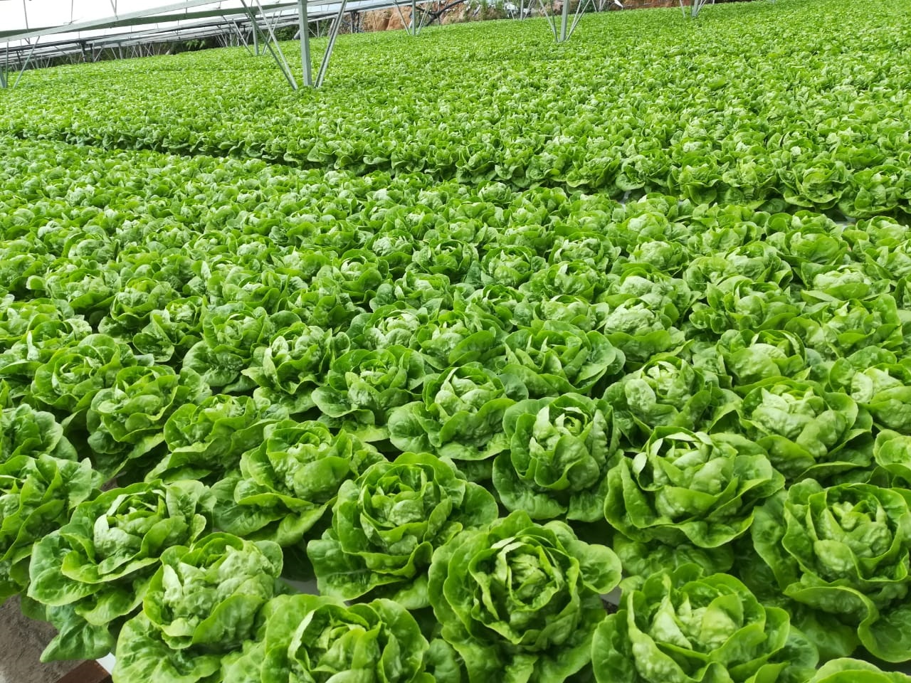 全国版/★9日下版/农民愁雨季低温拖慢生长 消费人贵买年花年菜