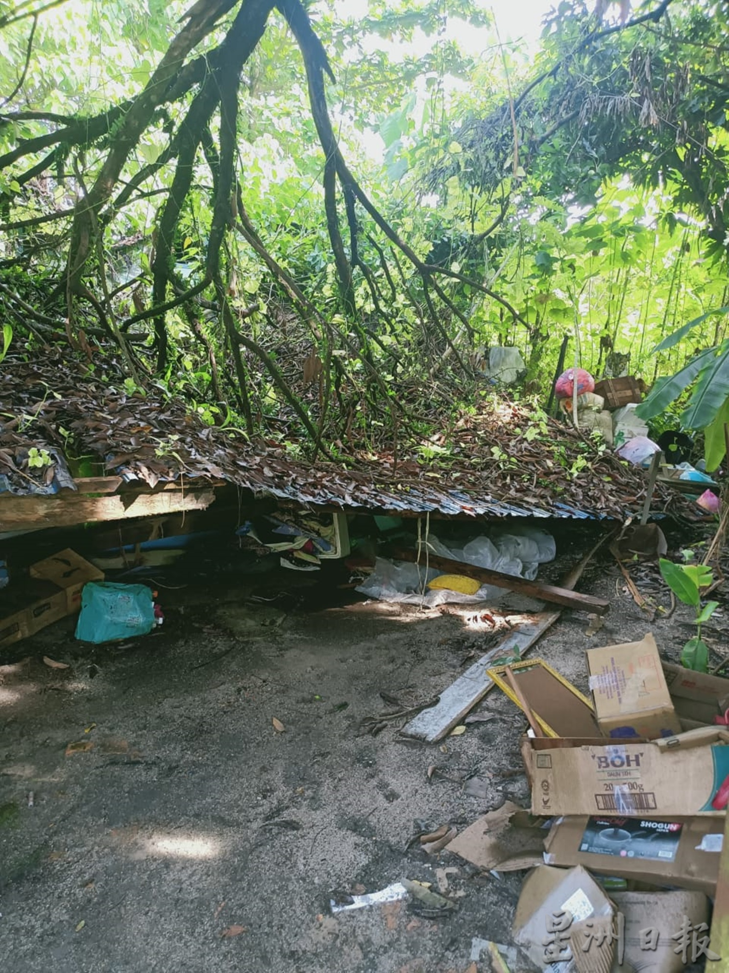单亲妈妈木屋遭倒树压毁公众相助月余重建新屋
