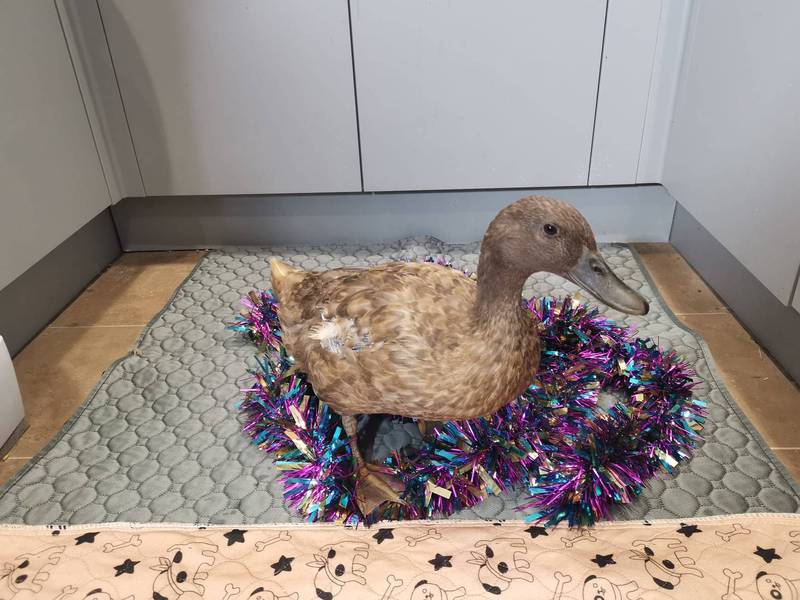 史上最聪明鸭鸭! 弹钢琴、踢足球 30项技能样样通