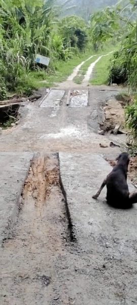 大水冲毁桥梁,筹募重建费用,浪浪挨饿冒险涉水送饭