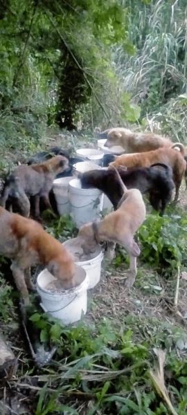 大水冲毁桥梁,筹募重建费用,浪浪挨饿冒险涉水送饭