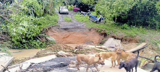 大水冲毁桥梁,筹募重建费用,浪浪挨饿冒险涉水送饭