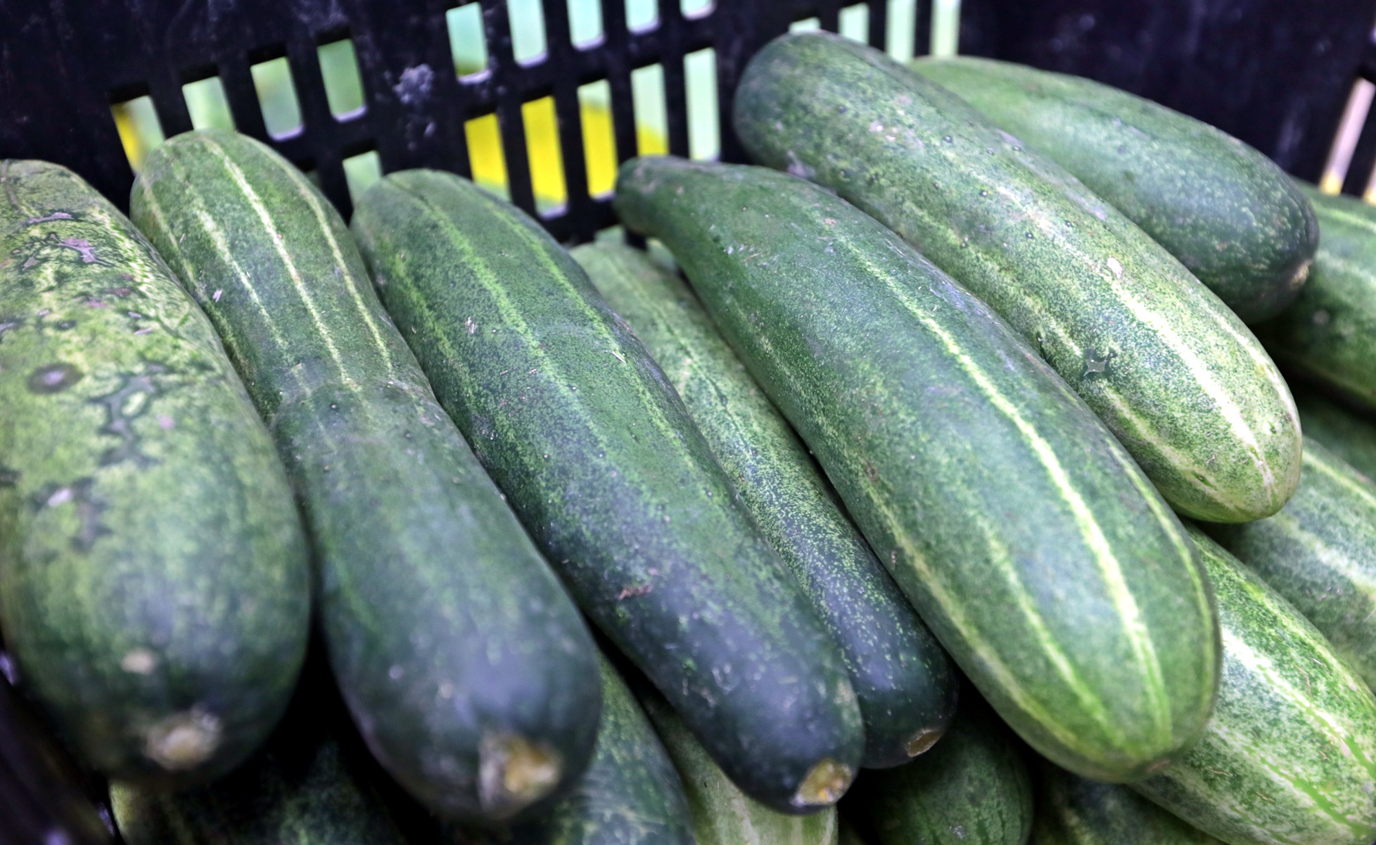 大都会 /封面/跟进大马一家顶价计划延长至2月4日造成小贩只能赚取微薄收入情况 / 12图  