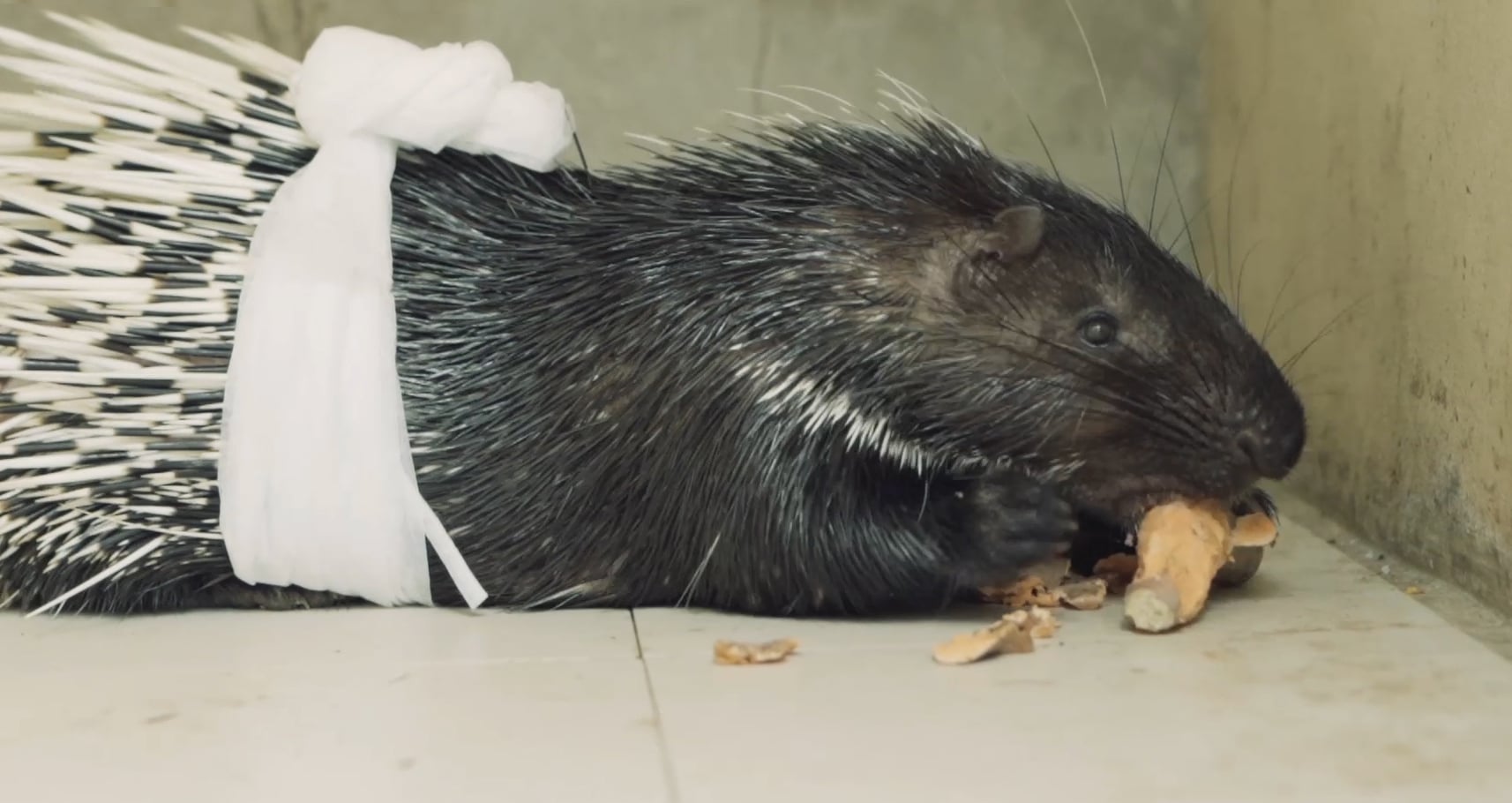 大都会/版头/（奇迹药王）6图—14日见报