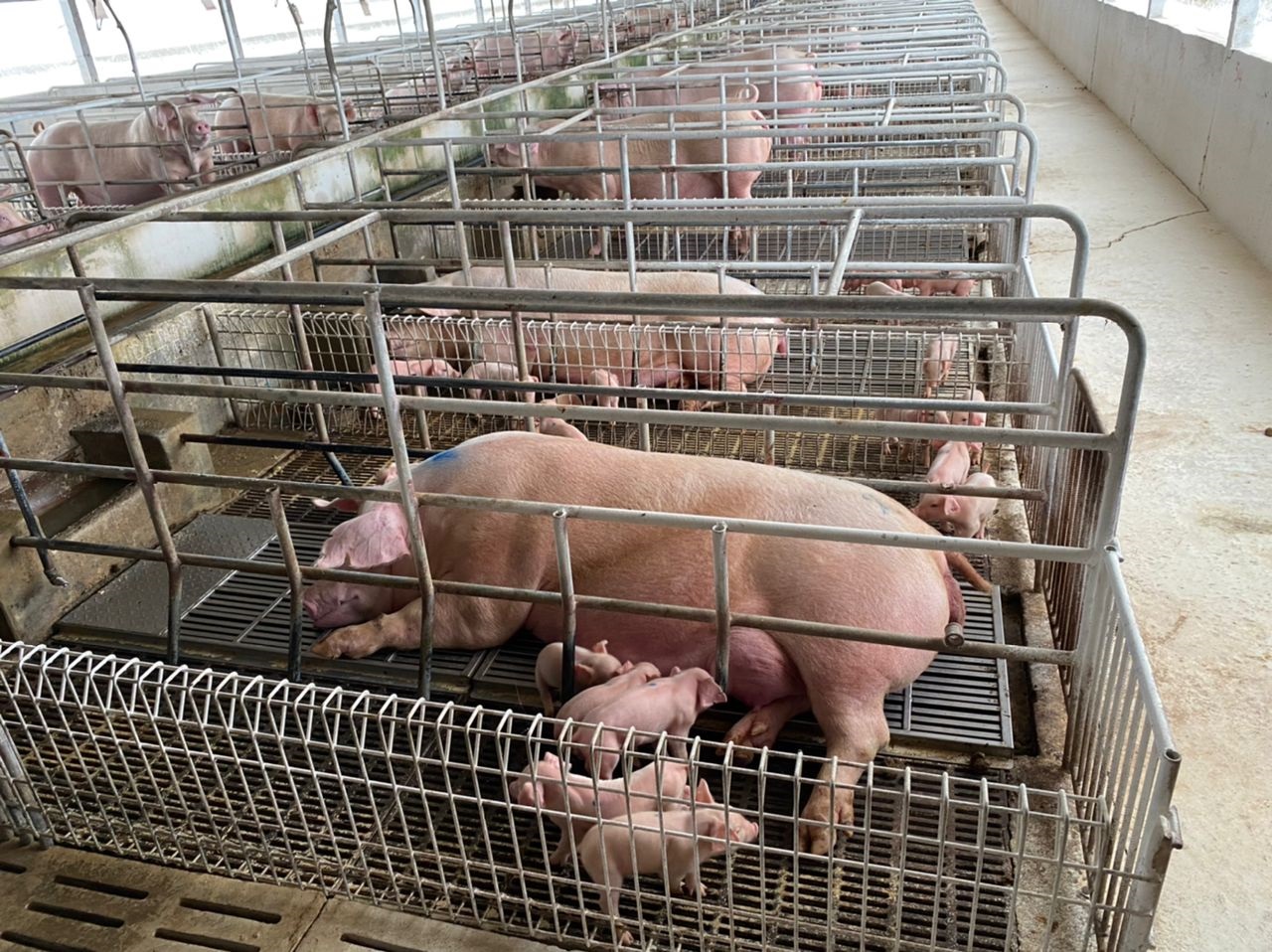 大霹雳时事焦点/兽医局猪农加固防线 霹养猪场无非洲猪瘟