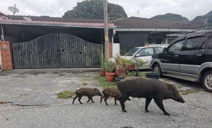 山猪出没住宅区“散步”