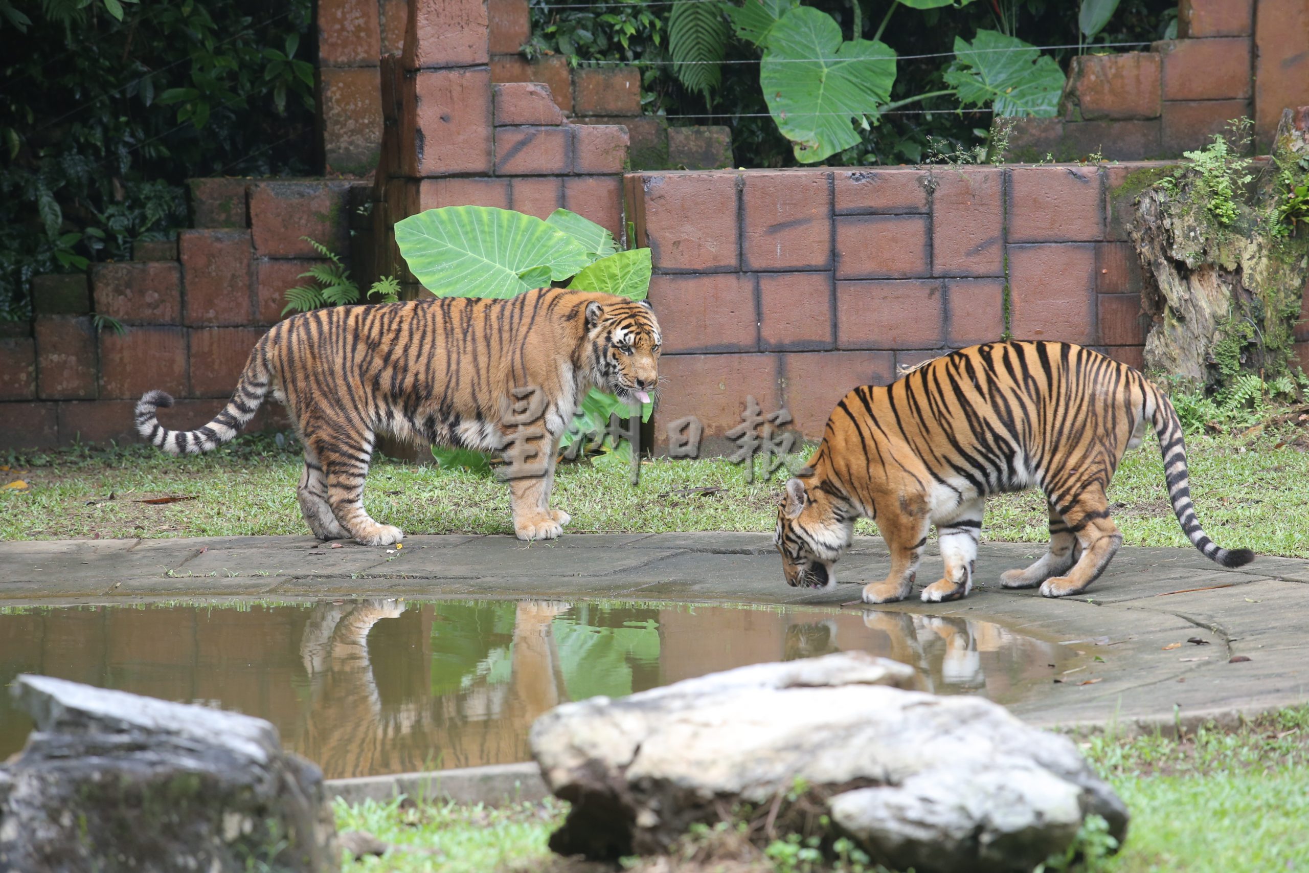 怡保双威打扪迷失乐园 增2只老虎