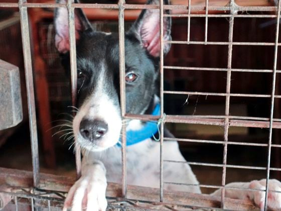 我们不在了，谁来照顾它们？