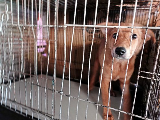 我们不在了，谁来照顾它们？