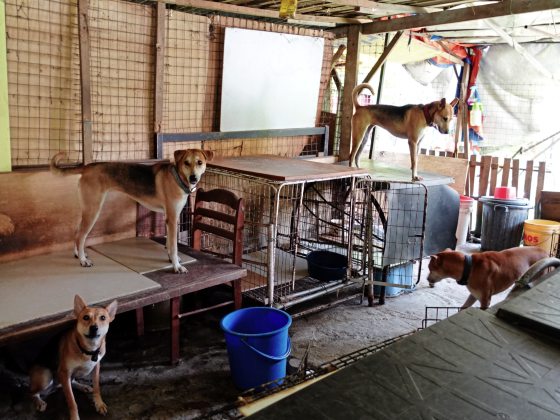 我们不在了，谁来照顾它们？