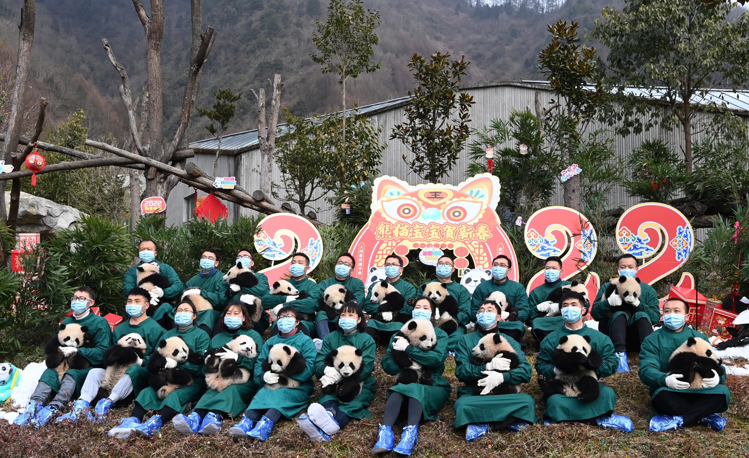 拼盘 2图  四川：“2021级”熊猫宝宝集体亮相贺新春