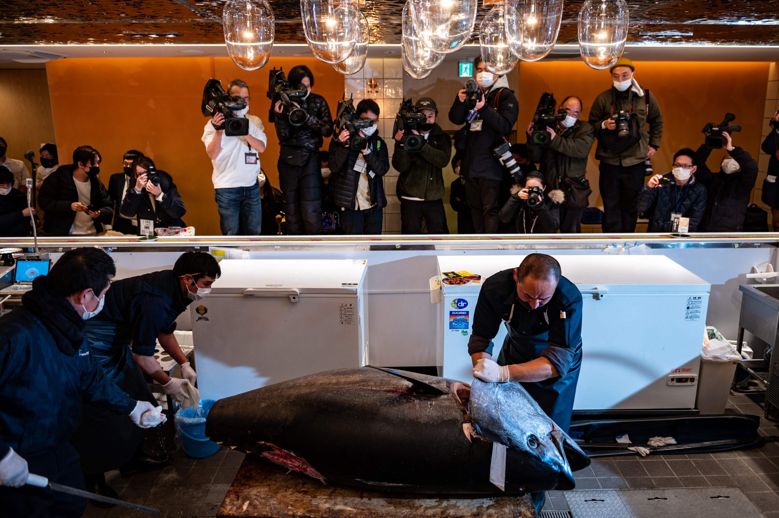 拼盘 2图 日本金枪鱼开春第一卖 61万令吉成交