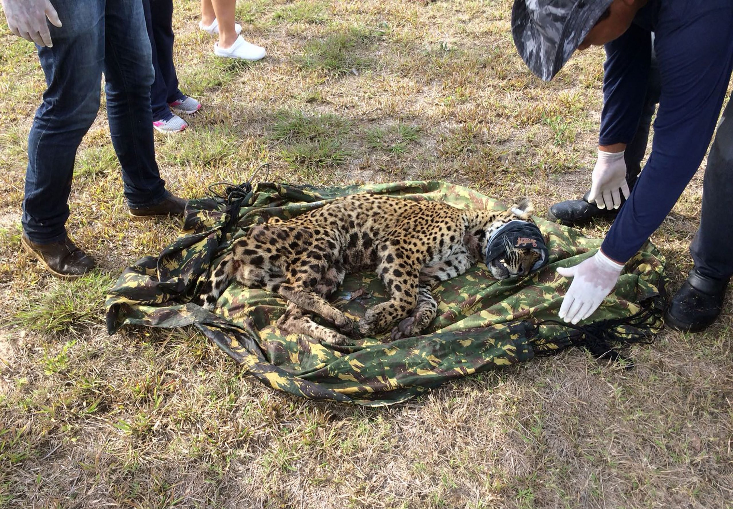 拼盘 2图/雄性美洲豹放归野外 促进濒危物种保育