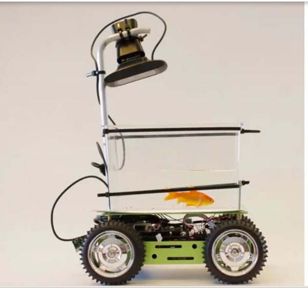 拼盘／金鱼也能“开车”？以色列研究动物导航能力 可成功到目标地