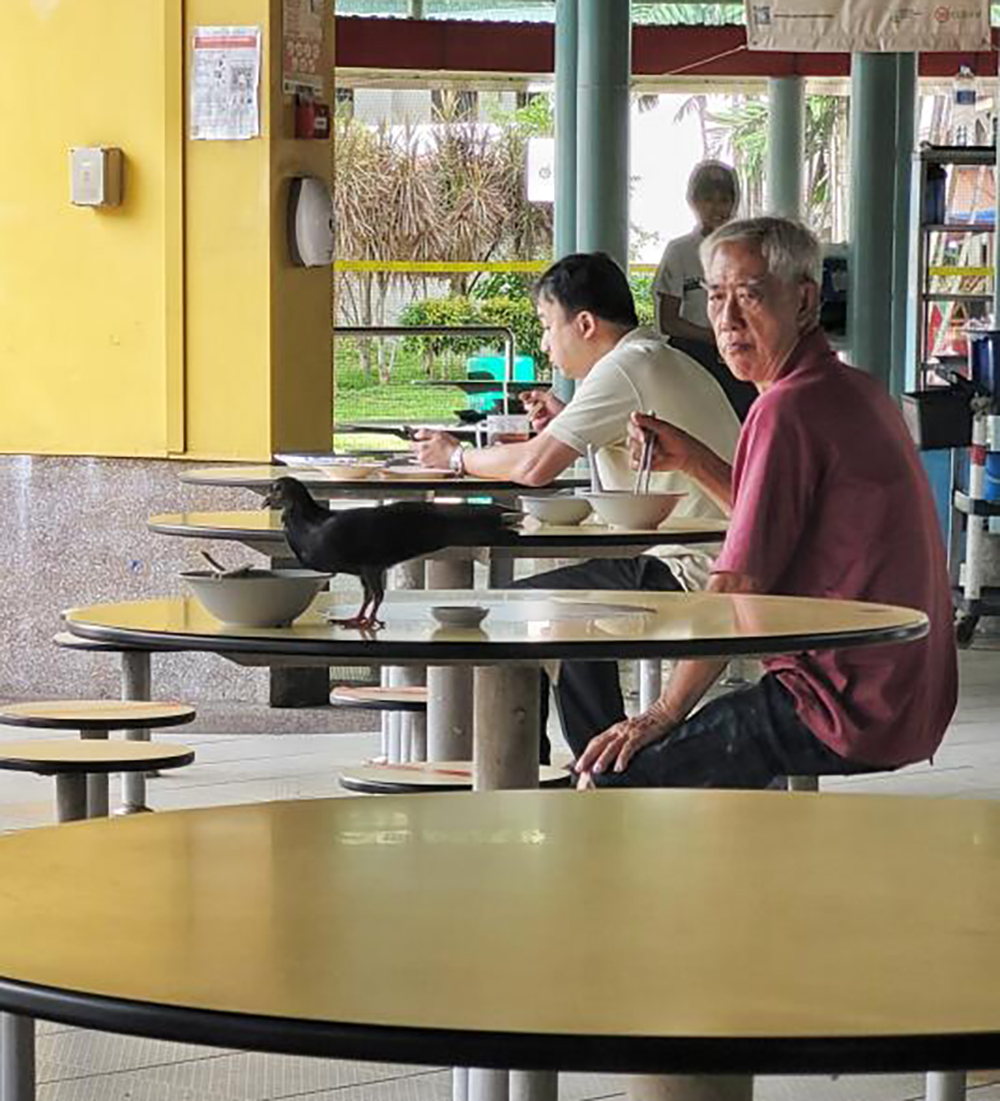 新加坡|巴刹熟食中心鸽子八哥猖獗 碗盘收集站.鸟粪从天降