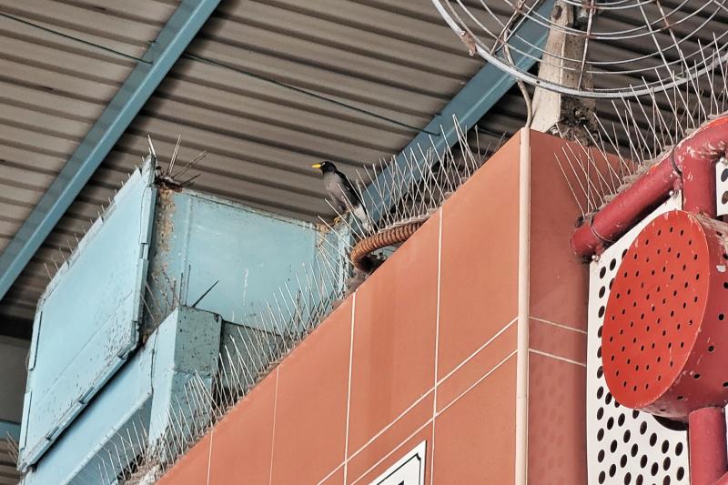 新加坡|巴刹熟食中心鸽子八哥猖獗 碗盘收集站.鸟粪从天降