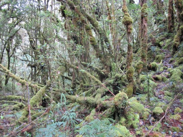 新教育（1月4日）第2版：鼩鼱研究