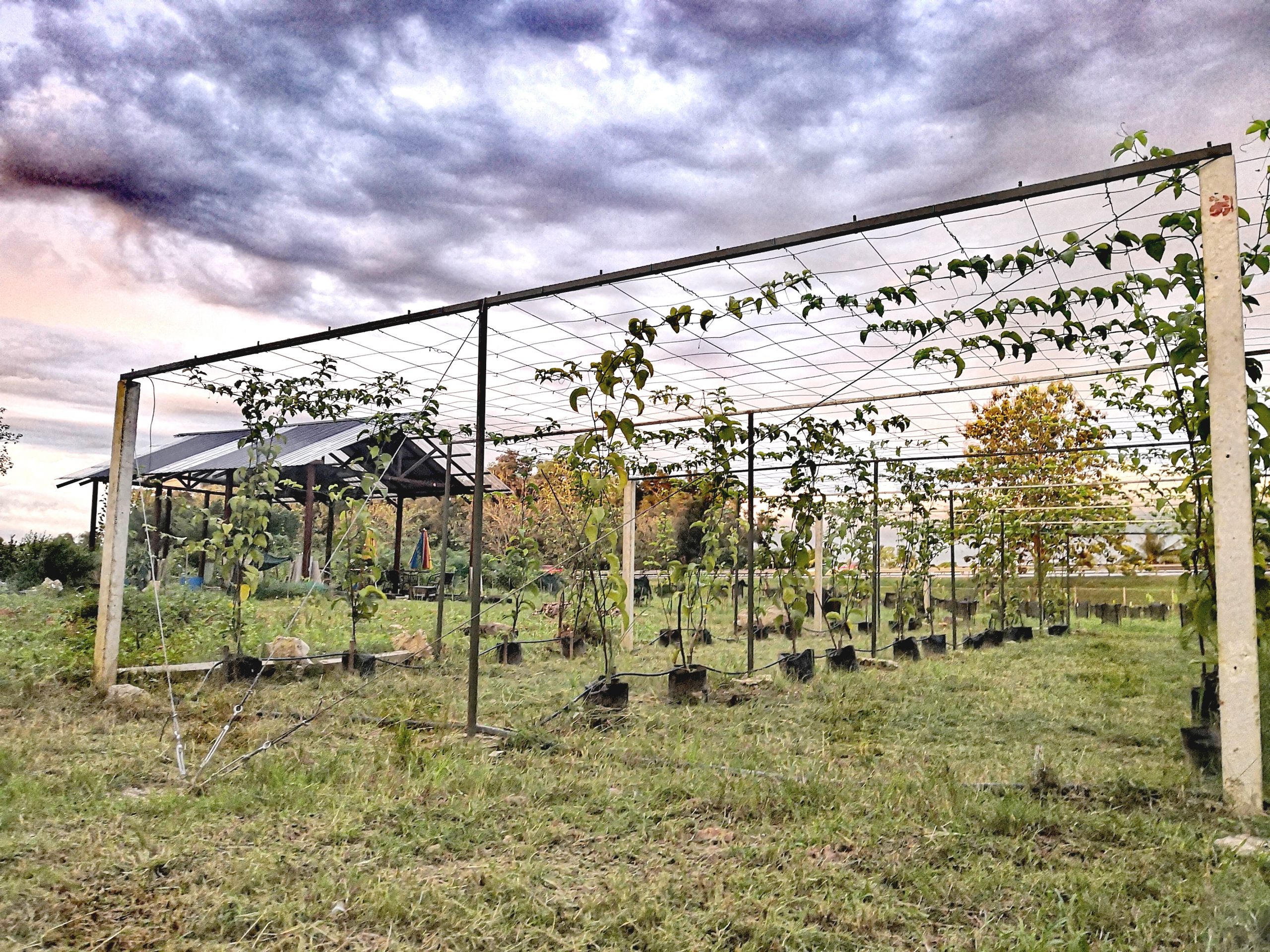 暖势力//双溪大年旅社老板当农民