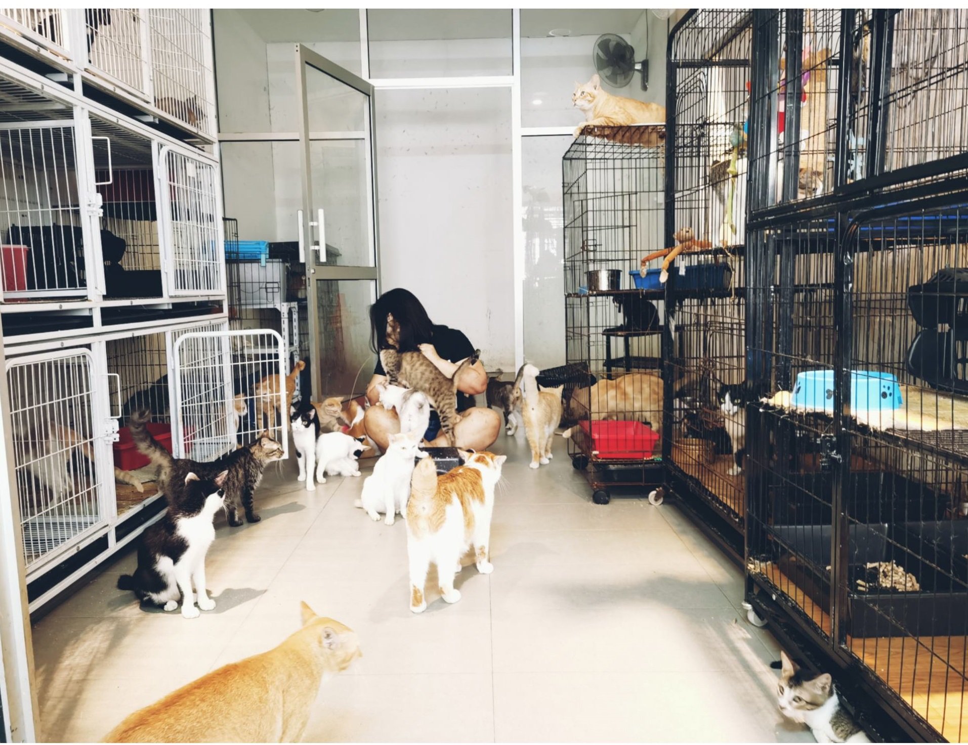 柔：【今日面谱】（1月13日刊）：林怡婷积极救援流浪猫，照顾猫咪后更懂付出