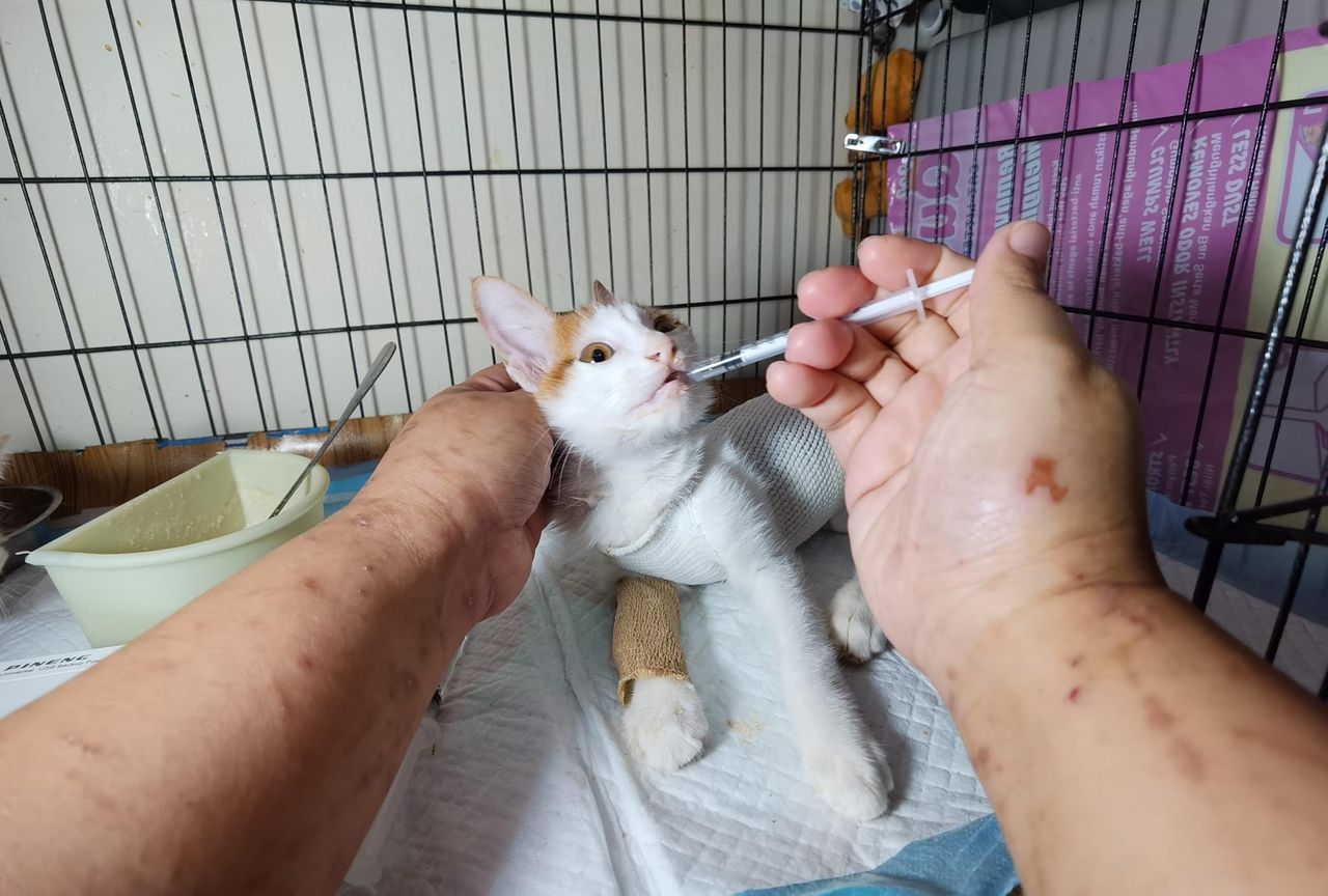 柔：【今日面谱】（1月13日刊）：林怡婷积极救援流浪猫，照顾猫咪后更懂付出