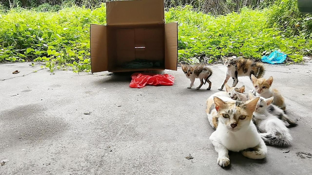 柔：【今日面谱】（1月13日刊）：林怡婷积极救援流浪猫，照顾猫咪后更懂付出