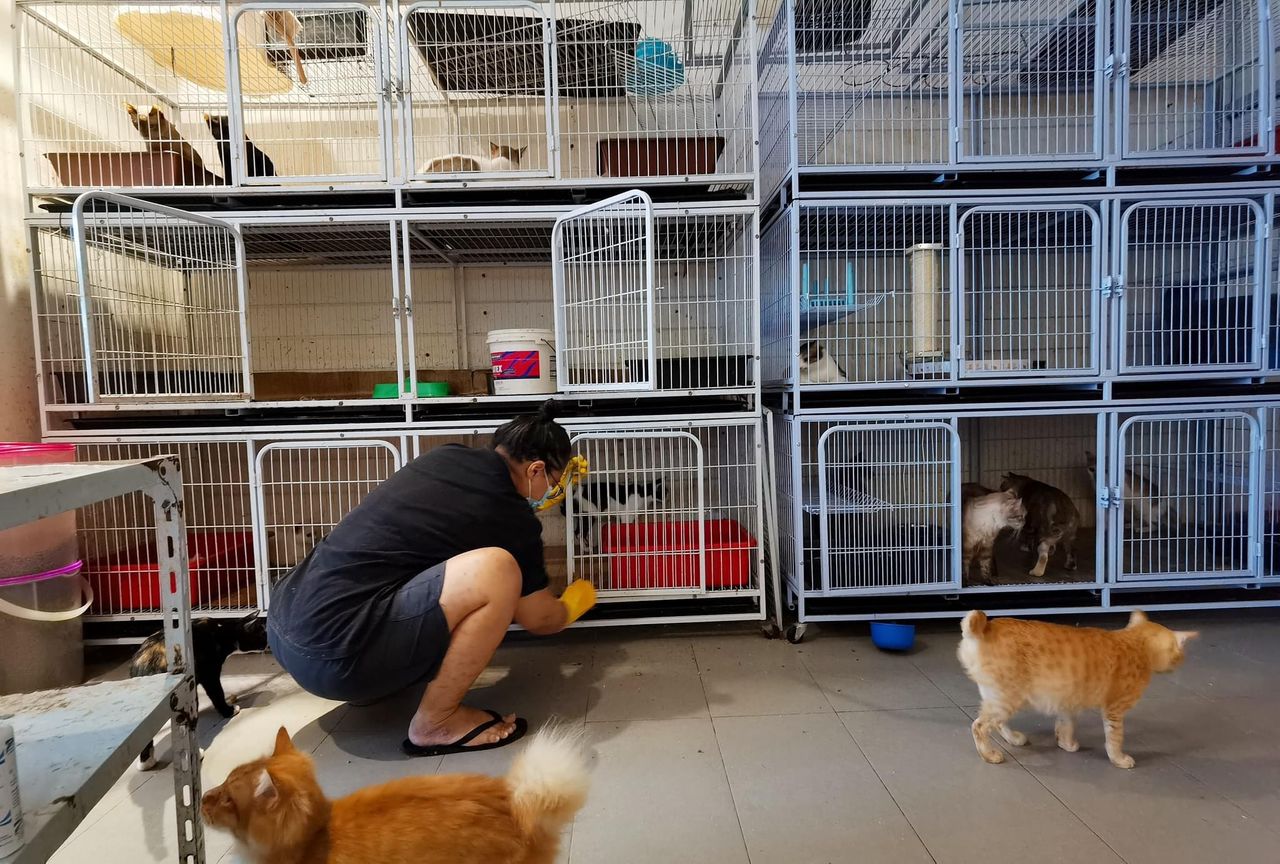 柔：【今日面谱】（1月13日刊）：林怡婷积极救援流浪猫，照顾猫咪后更懂付出