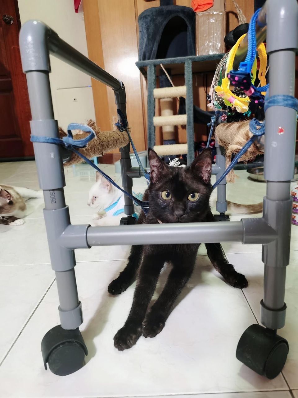 柔：【今日面谱】（1月13日刊）：林怡婷积极救援流浪猫，照顾猫咪后更懂付出
