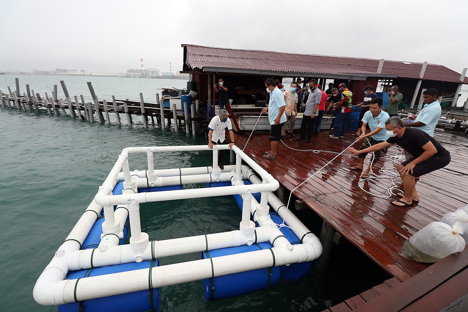 柔:地不佬海峡全马首“螃蟹产房” 提高蟹卵存活机率