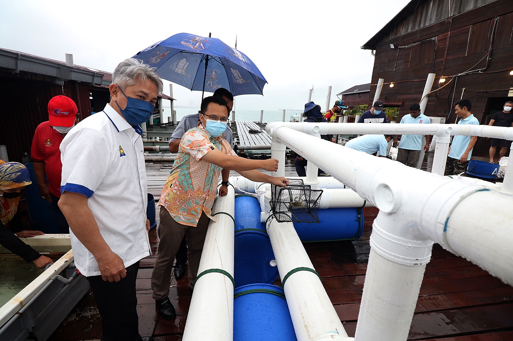 柔:地不佬海峡全马首“螃蟹产房” 提高蟹卵存活机率