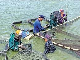 看世界)大陆以禁药为由禁进口台湾两养殖场活鱼