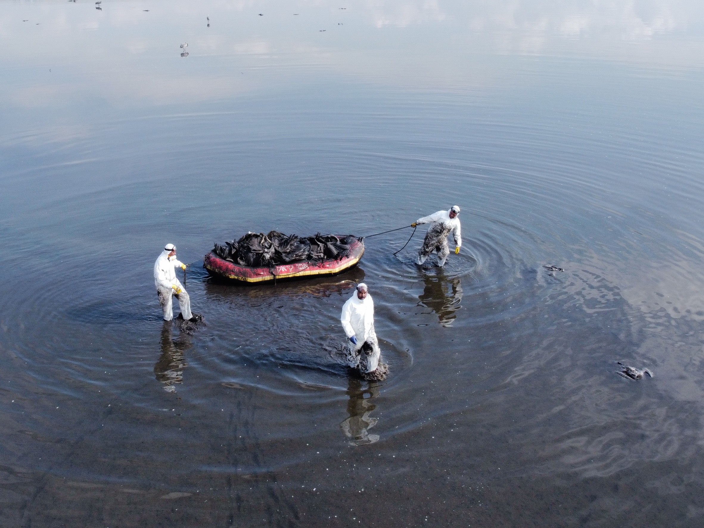 英国确诊首例境内人感染禽流感H5N1病例 但公众威胁低