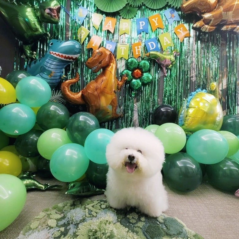 蔡依林欢庆爱犬15岁生日 网民叹羡人不如狗