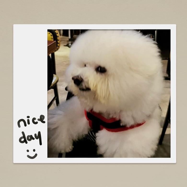 蔡依林欢庆爱犬15岁生日 网民叹羡人不如狗