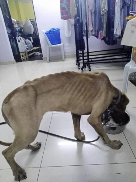 被前主人虐打险没命,捡回一命猪成肥