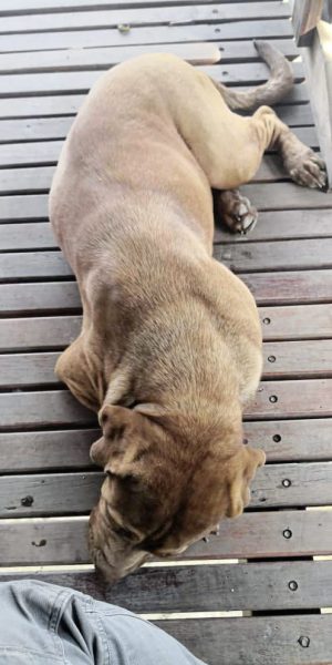 被前主人虐打险没命,捡回一命猪成肥