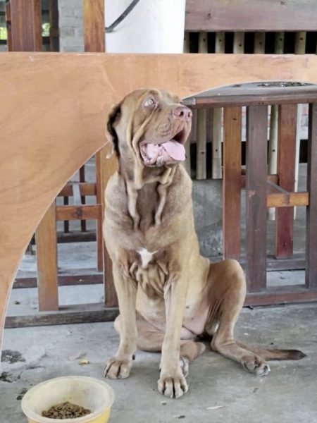 被前主人虐打险没命,捡回一命猪成肥