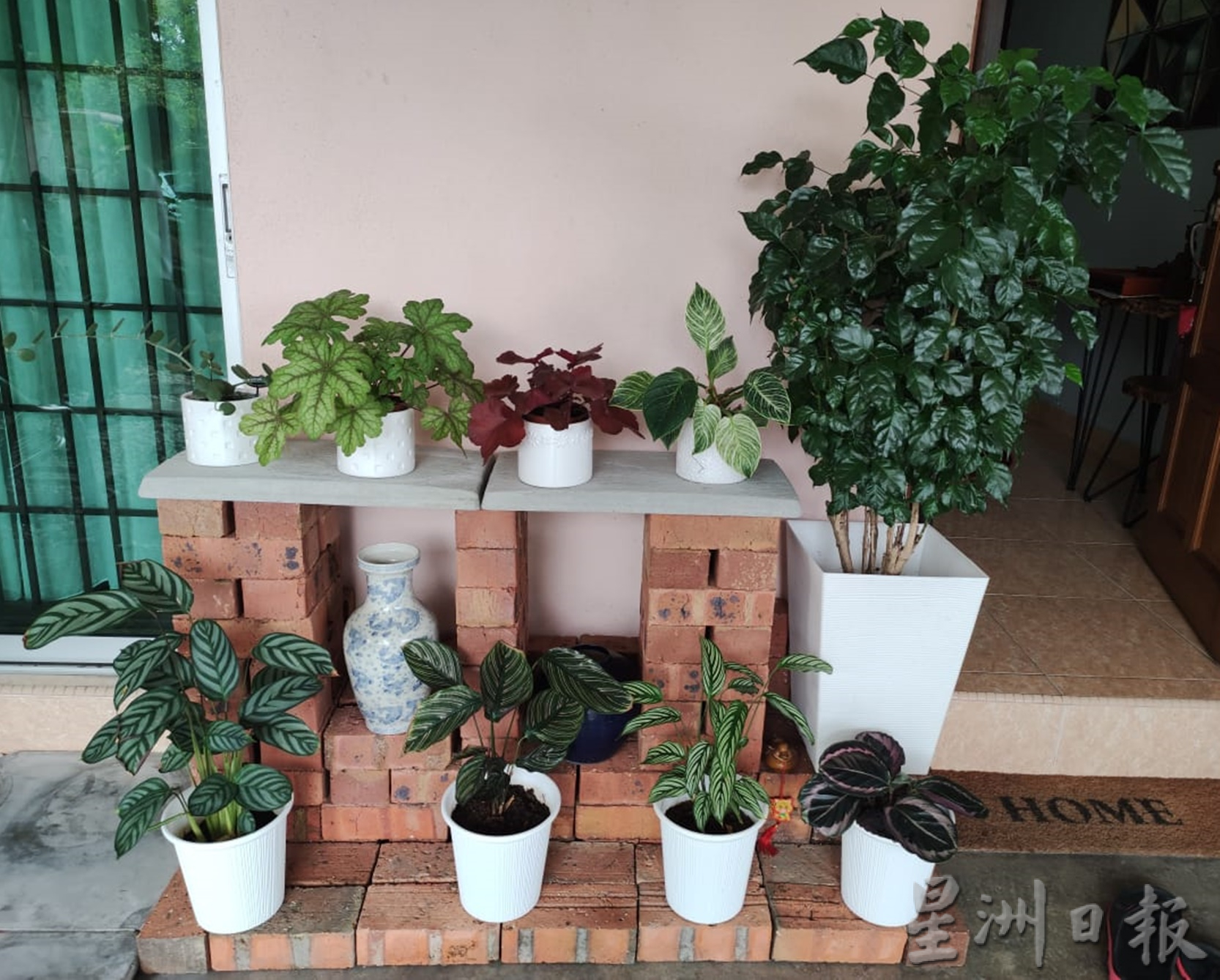霹:13日见报/封底主文/乐活频道/满庭翠绿疗愈身心