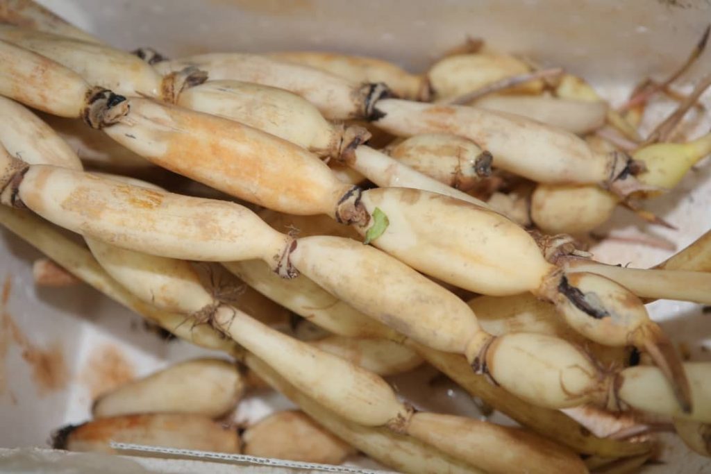 霹:封面主文/年柑年花最后冲刺 部分年货断市 市道后劲十足