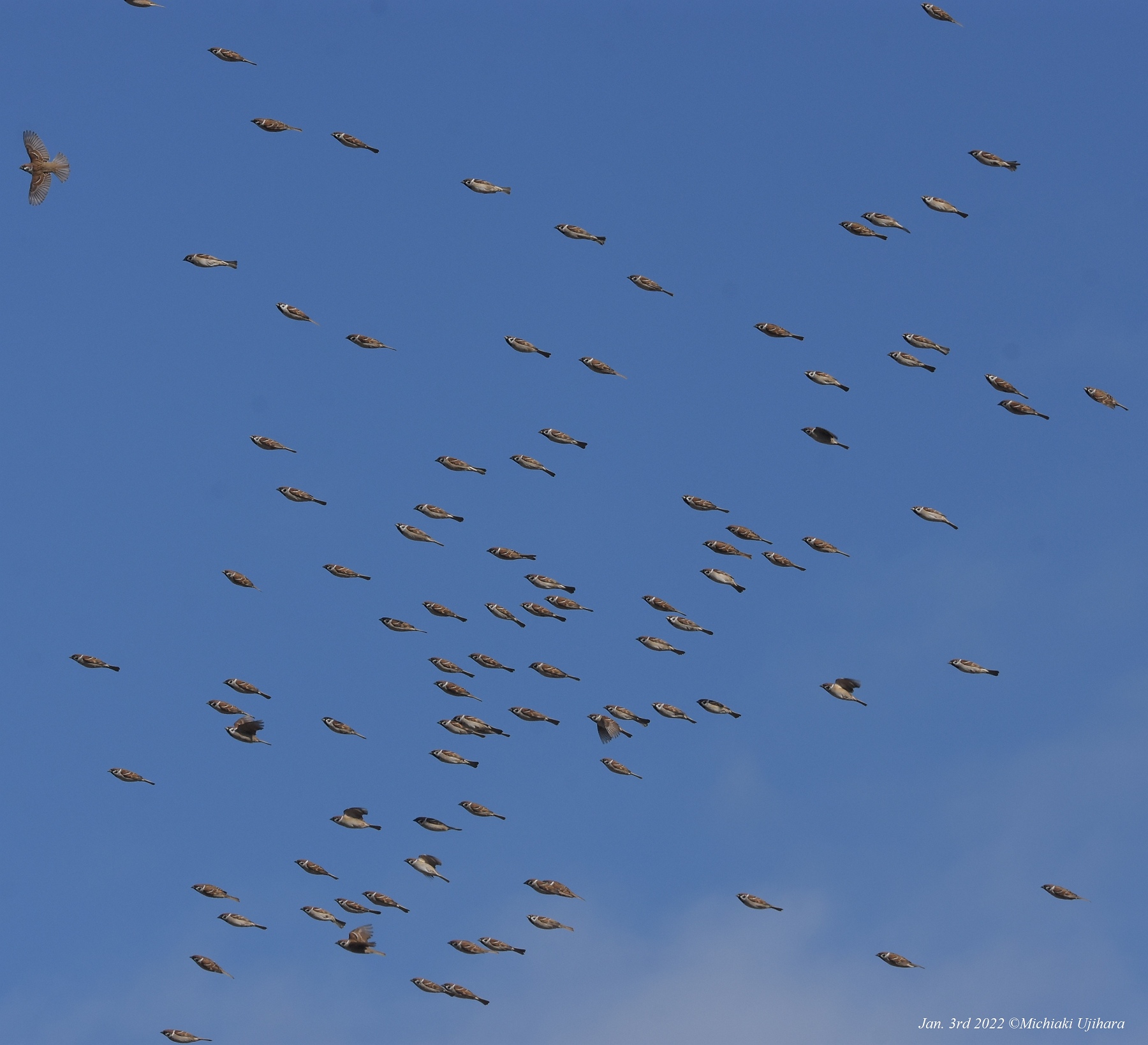 麻雀群同步收起翅膀 罕见画面网民惊叹