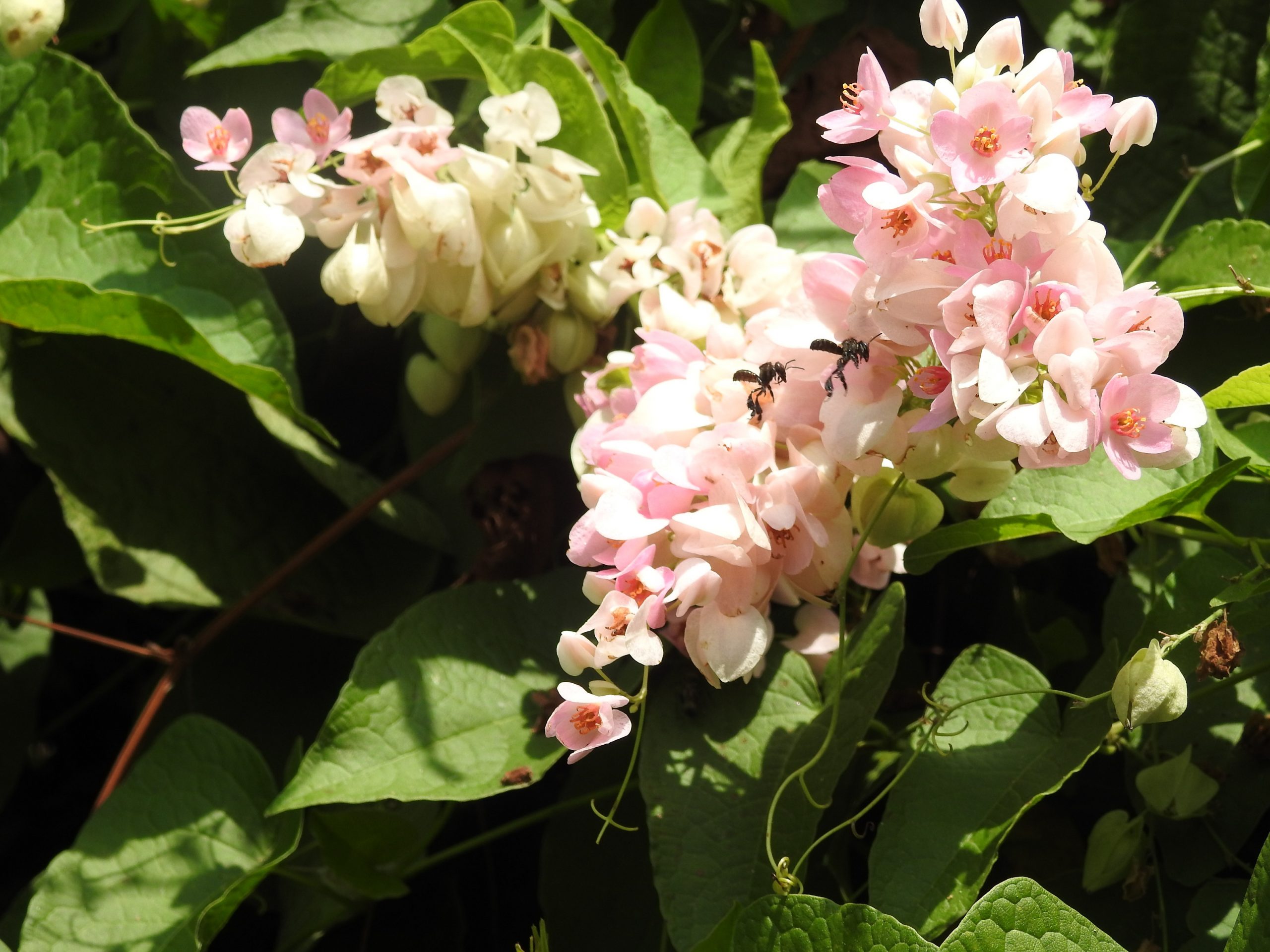 （19/1／有故事的人）退休老师养银蜂--柯作源