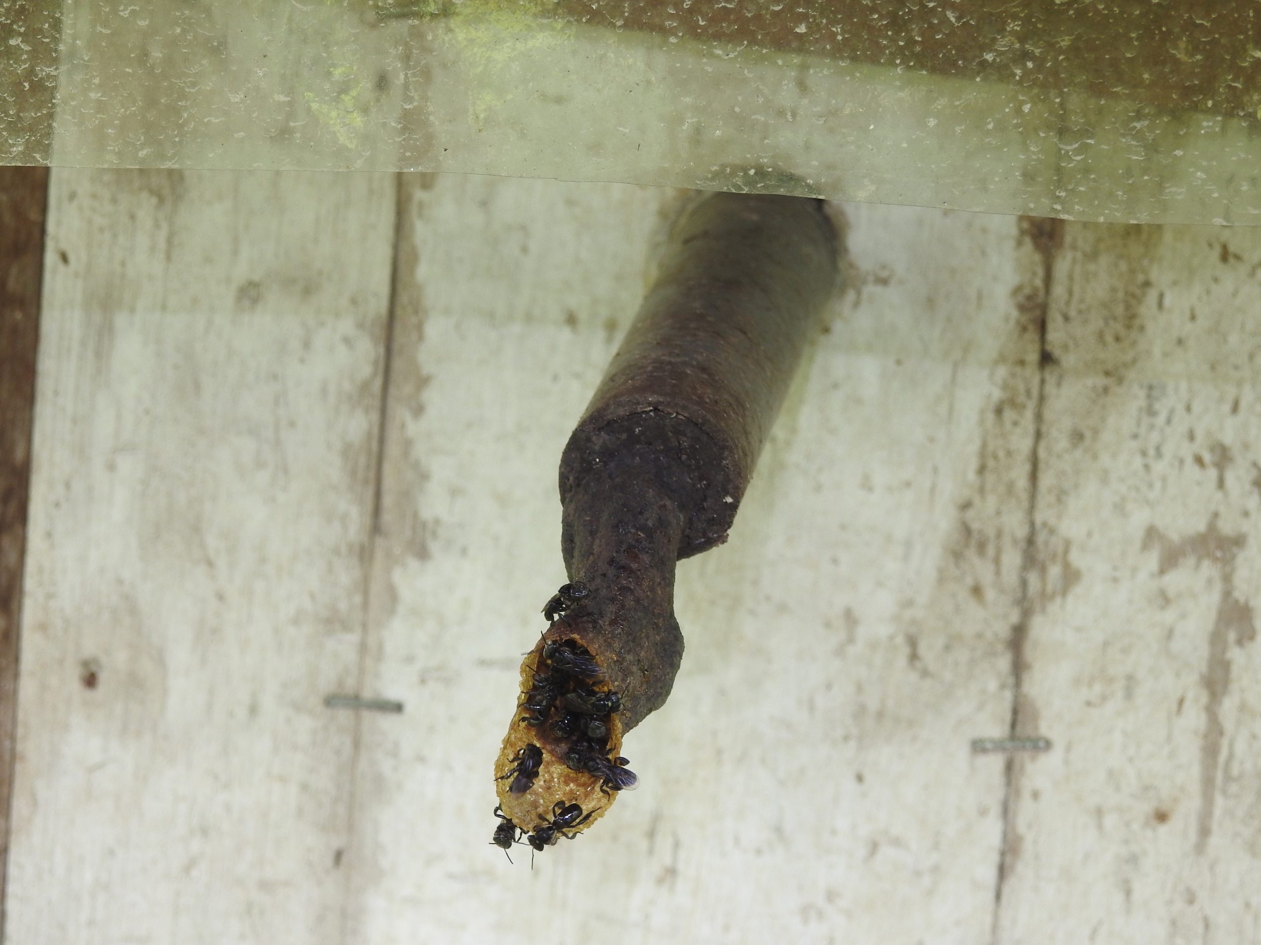 （19/1／有故事的人）退休老师养银蜂--柯作源