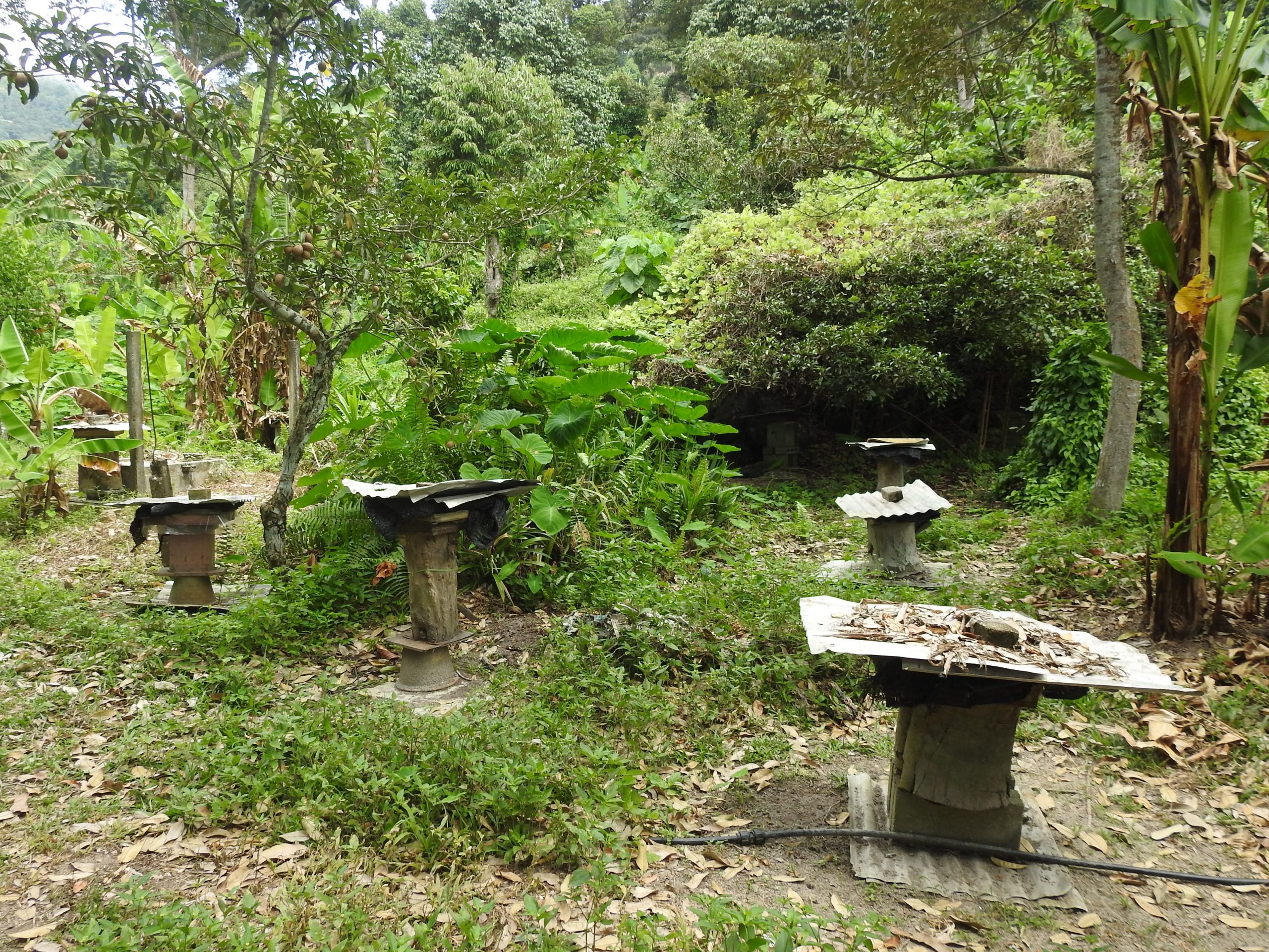 （19/1／有故事的人）退休老师养银蜂--柯作源